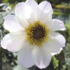 Dahlienmischung Bienenweide Beet