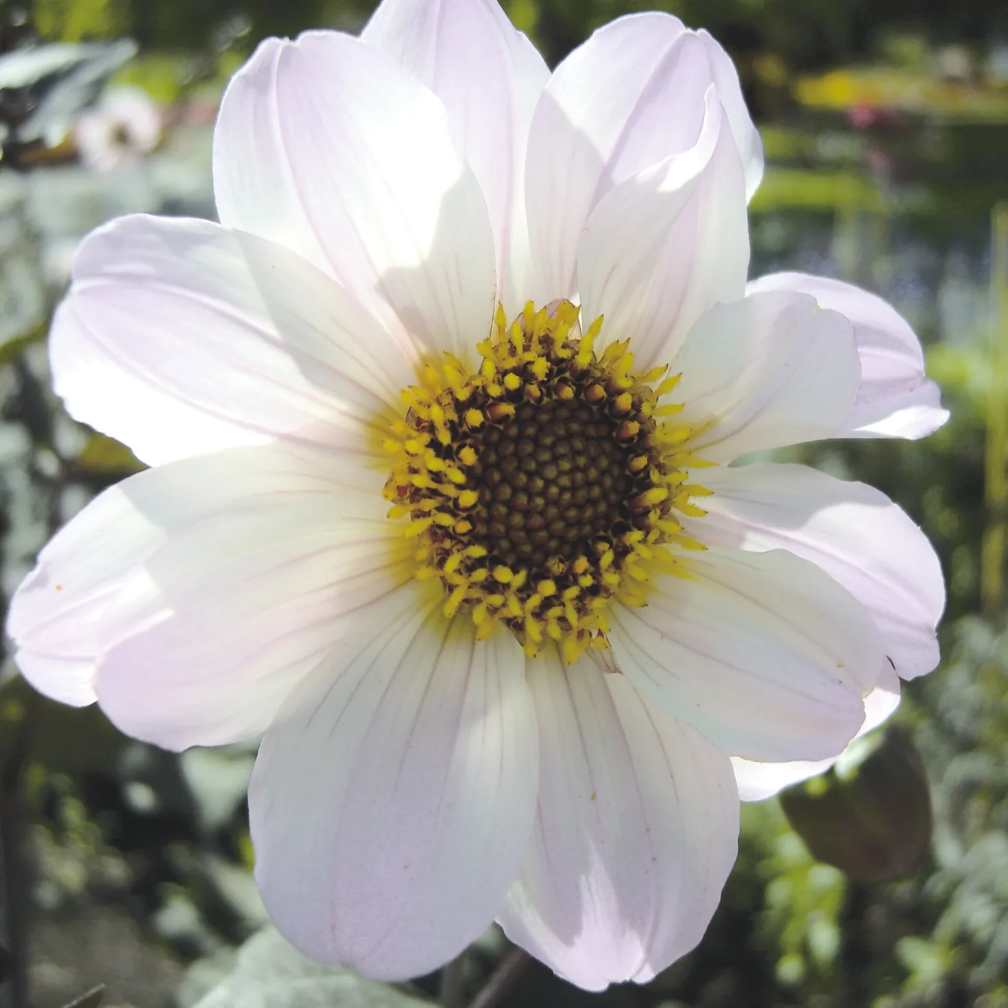 Dahlienmischung Bienenweide Beet
