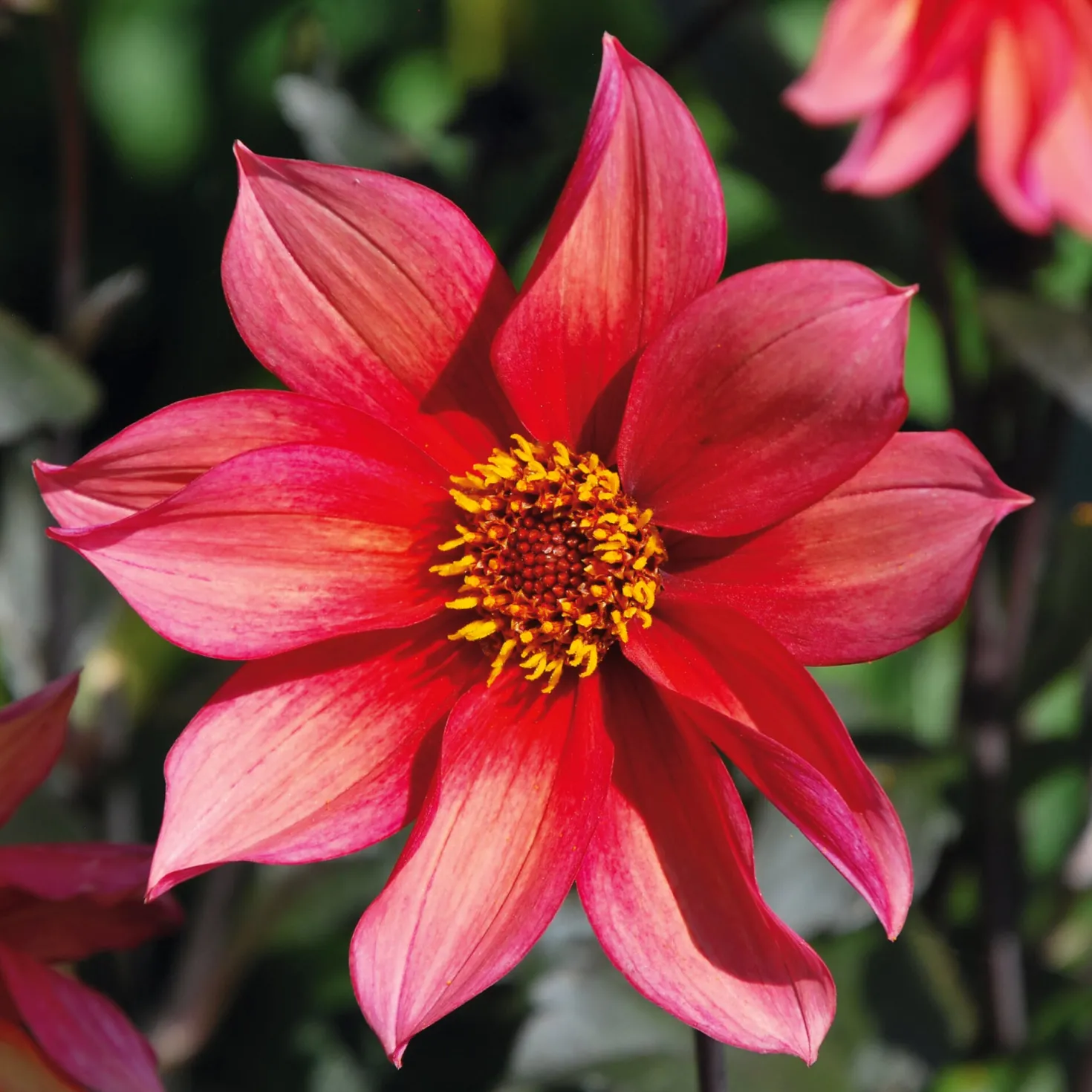 Dahlienmischung Bienenweide Beet