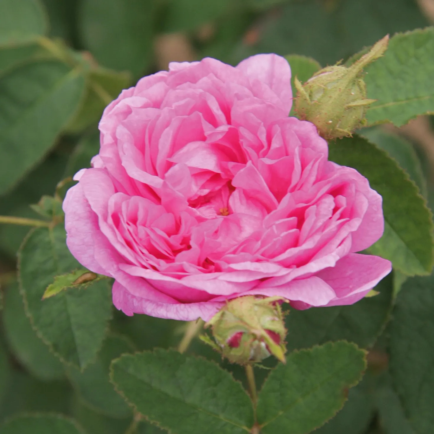 Damaszenerrose 'Miranda'