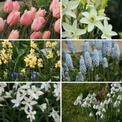 Duftende Zwiebelblumen