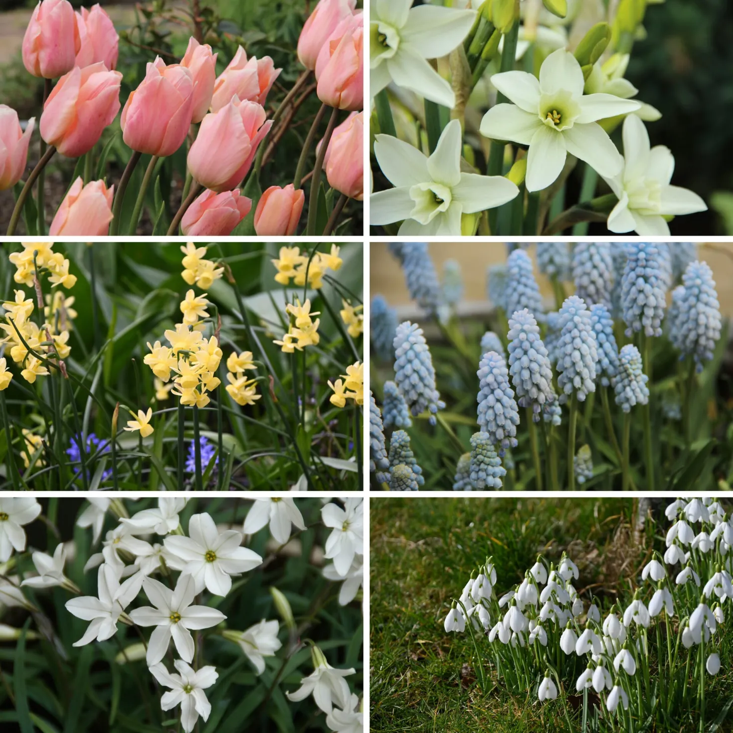 Duftende Zwiebelblumen
