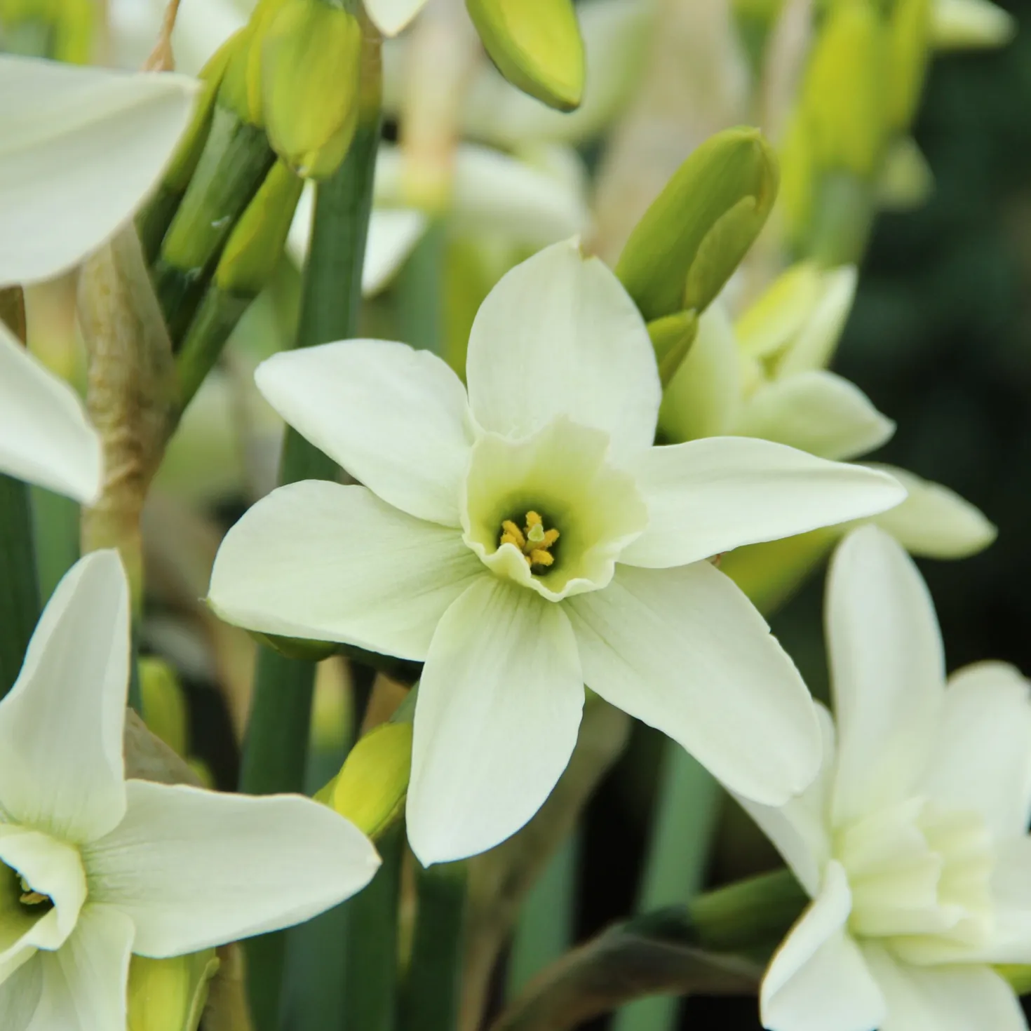 Duftende Zwiebelblumen