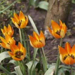 Feuertulpe