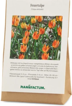 Feuertulpe
