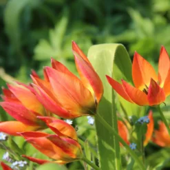 Feuertulpe