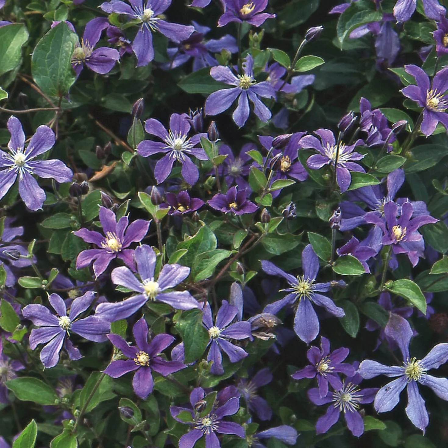 Ganzblättrige Waldrebe 'Arabella'