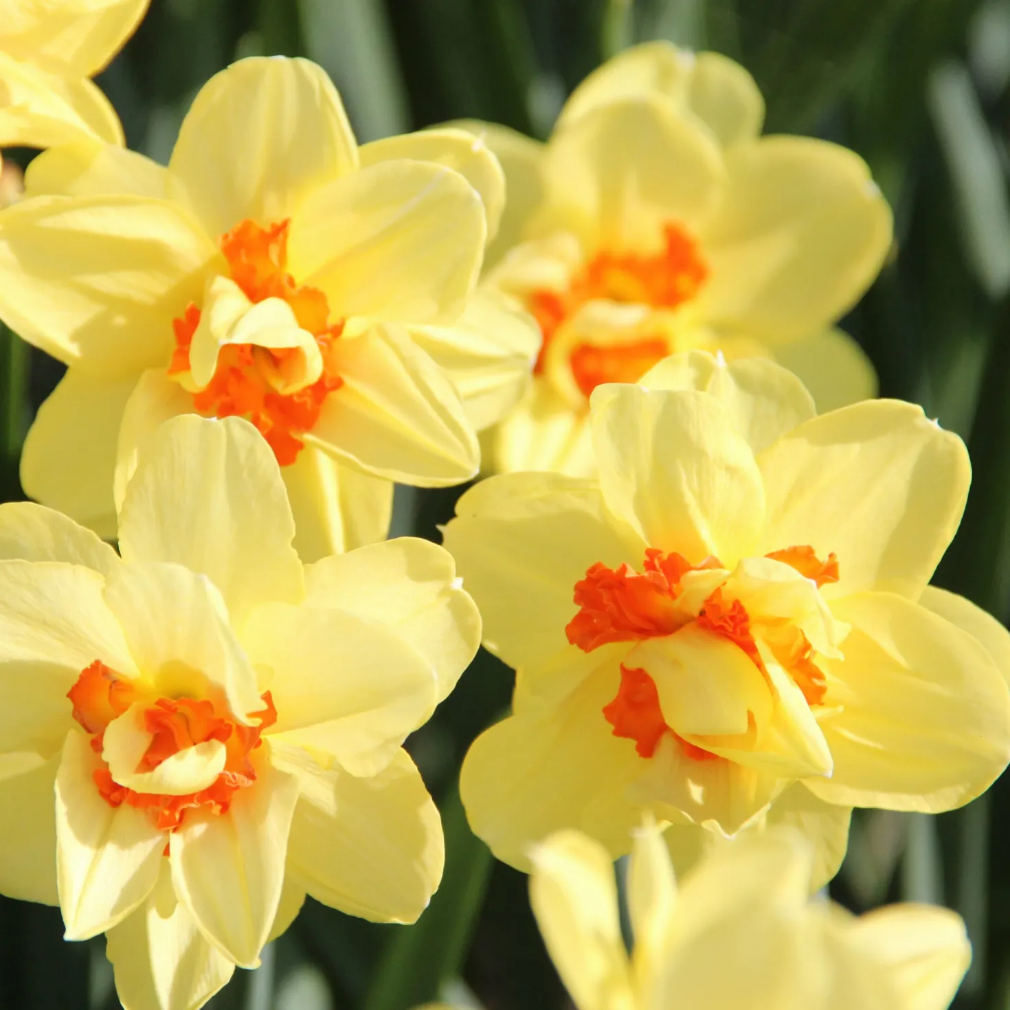 Gefüllte Duftnarzisse 'Ascot'