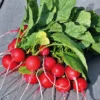 Gemüsesamen Gartengemüse Alte Landsorten