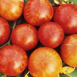 Gemüsesamen Tomaten in allen Farben