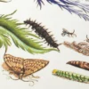 Grußkarten Blumenmotive Maria Sibylla Merian