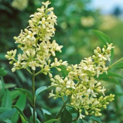 Hecke Duftgehölze