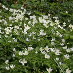 Heimische Blumenzwiebeln (Set 2)