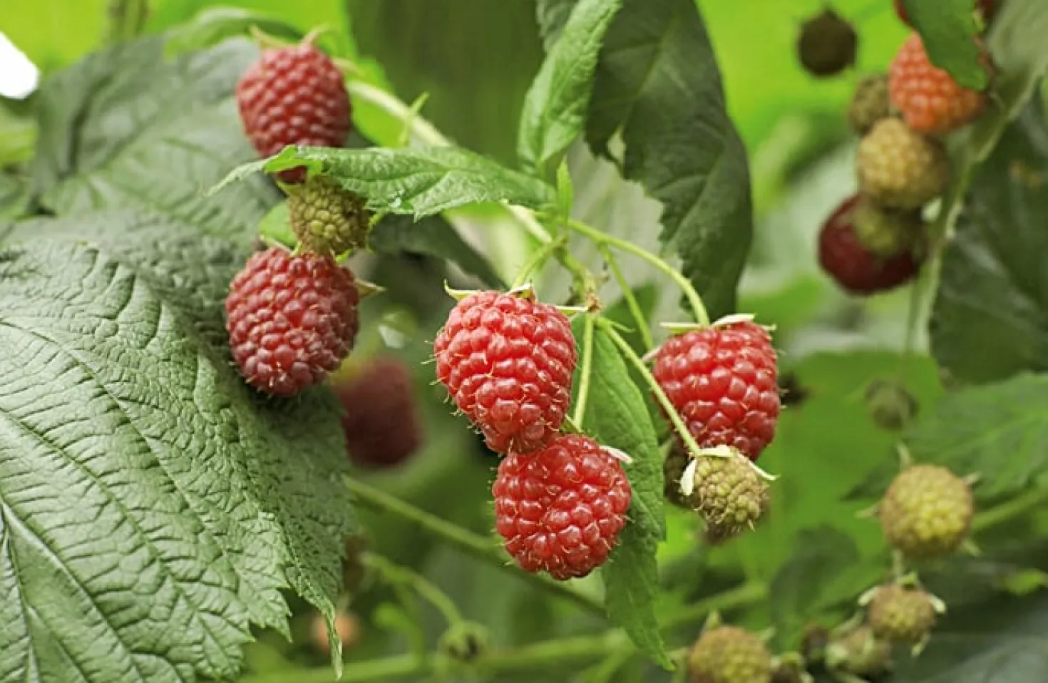 Himbeer-Fruchtaufstrich aus Südtirol