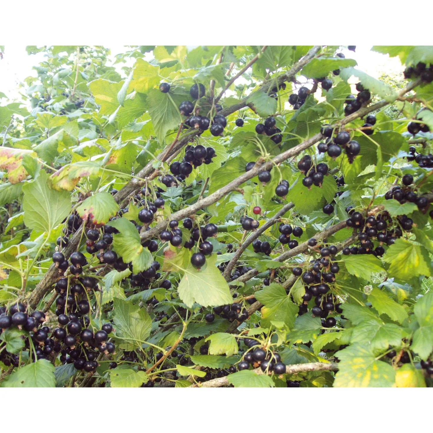 Joannet Crème de Cassis