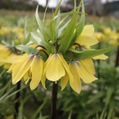 Kaiserkrone ’Early Sensation‘