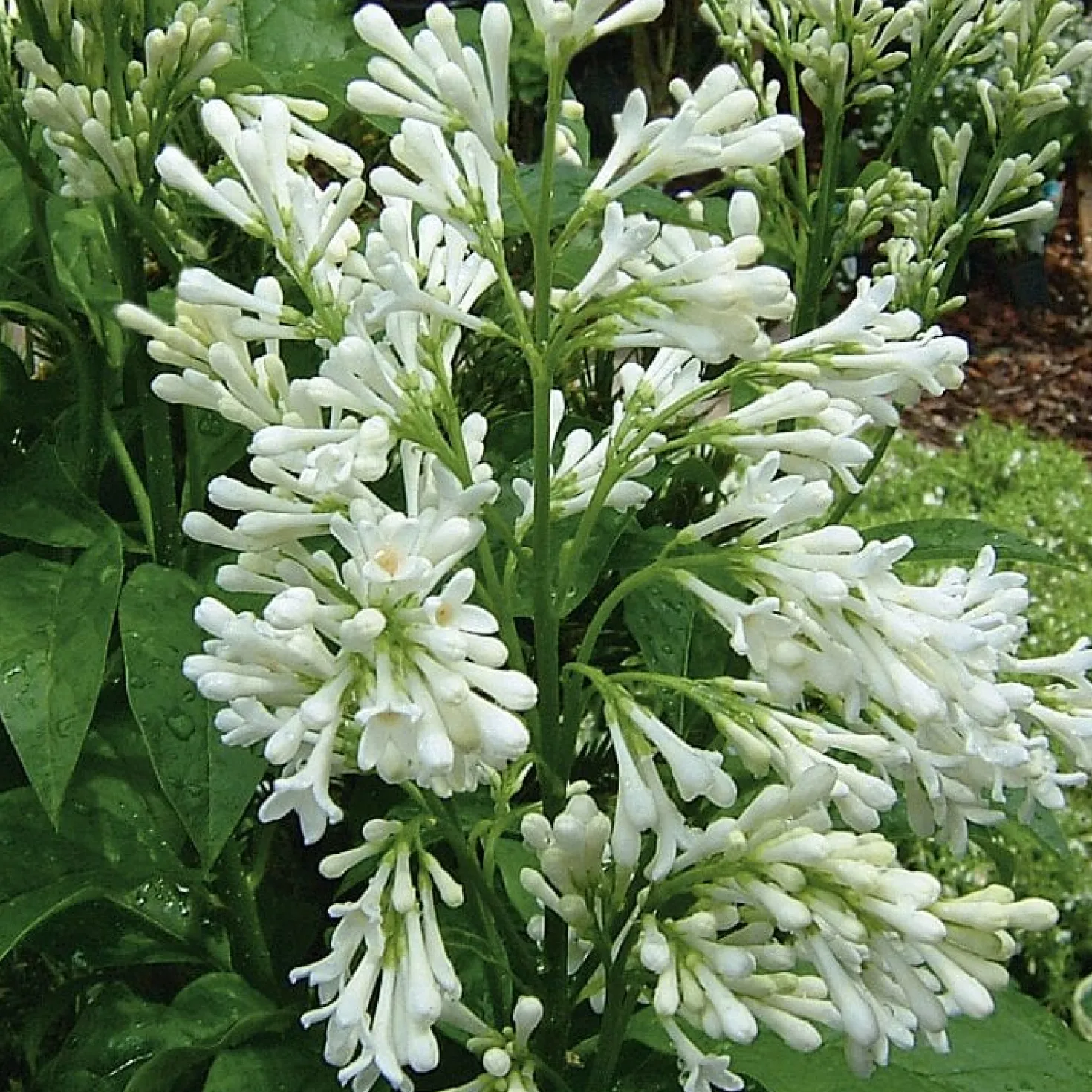Kanadischer Flieder 'Agnes Smith'