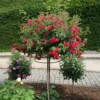 Kaskadenrose 'Chevy Chase'