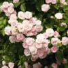 Kaskadenrose 'Frau Eva Schubert'