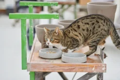 Katzennapf Granitkeramik