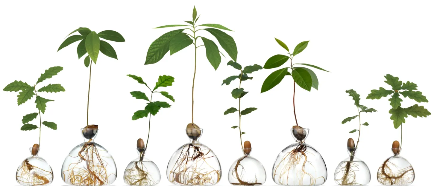 Keimglas Ilex
