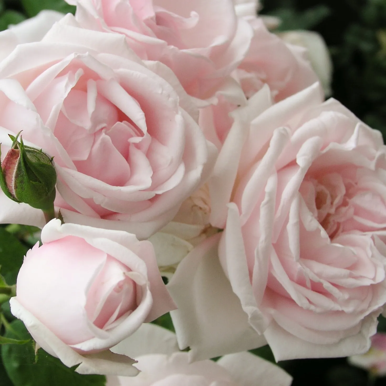 Kletterrose 'New Dawn'®