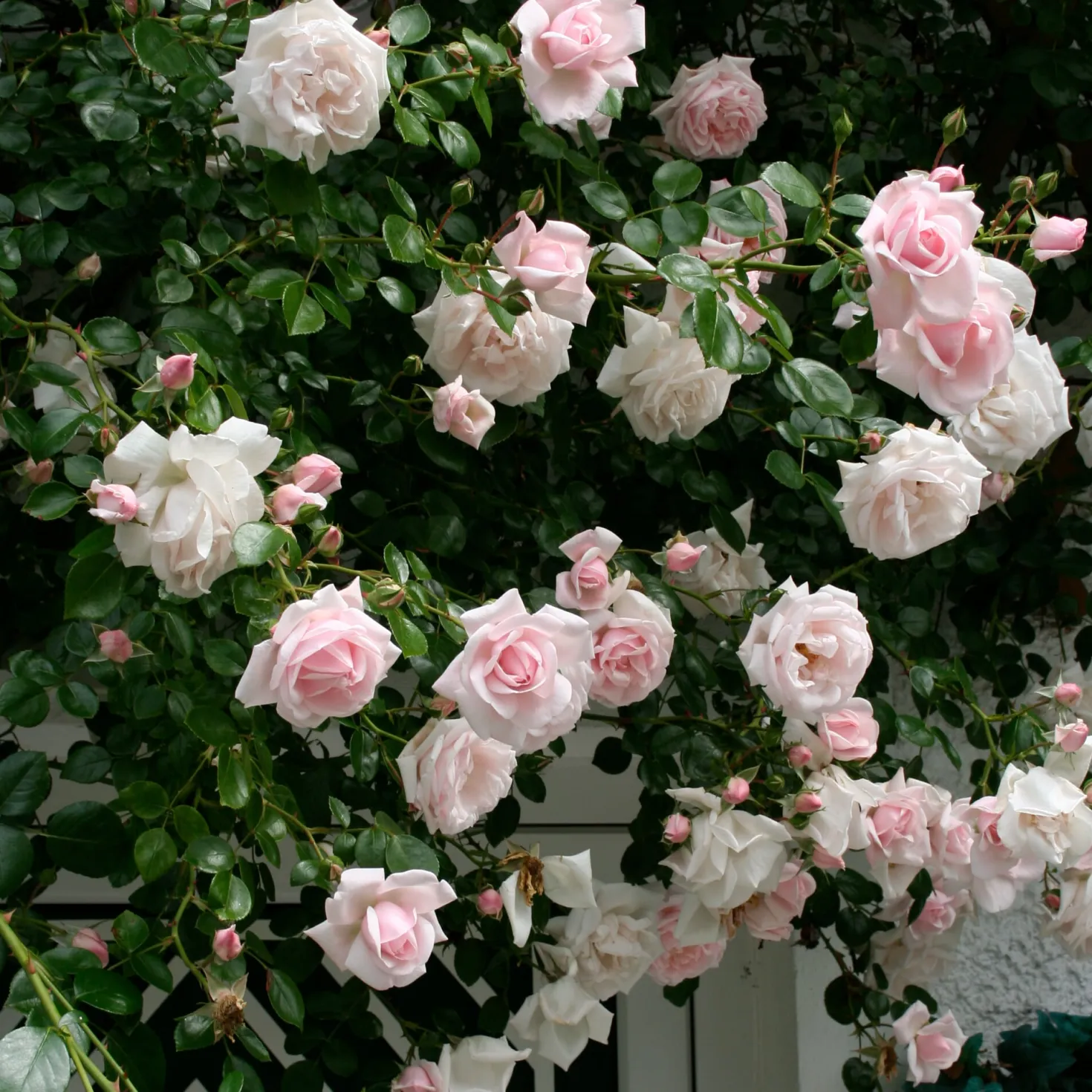 Kletterrose 'New Dawn'®