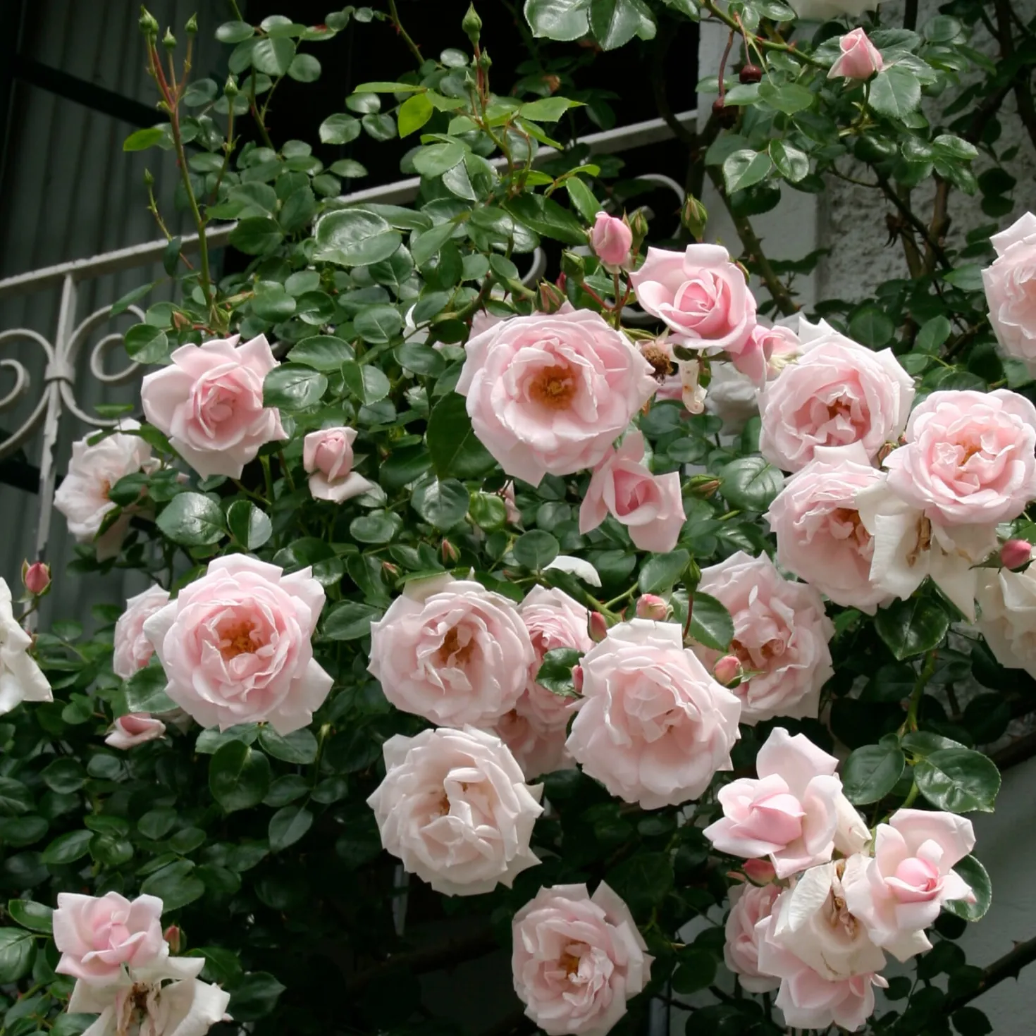 Kletterrose 'New Dawn'®
