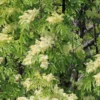 Klimabaum Blumenesche