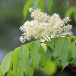 Klimabaum Blumenesche