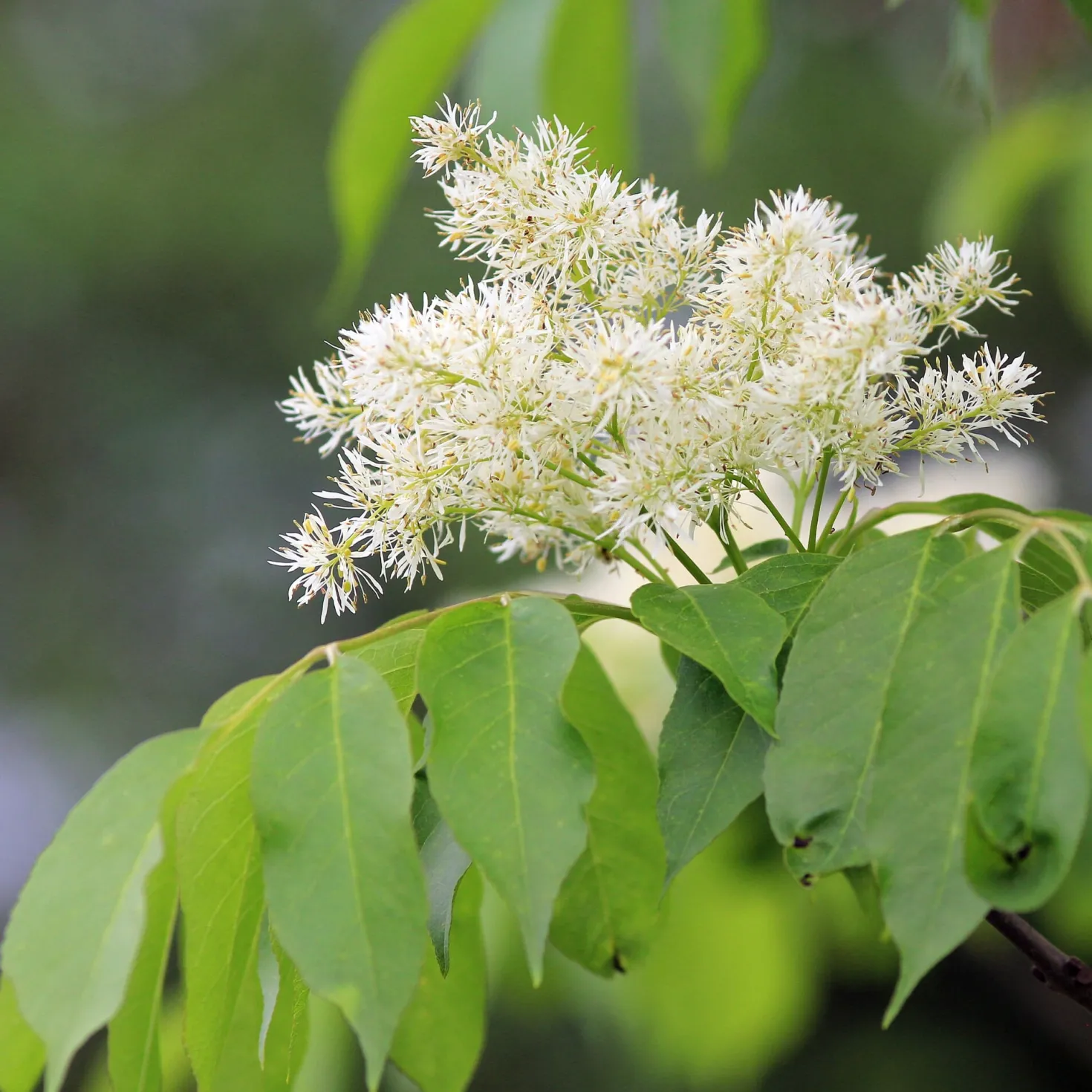 Klimabaum Blumenesche