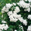 Kombipaket Winterdufter und Hecke Duftgehölze