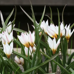 Kretische Tulpe ’Chania‘