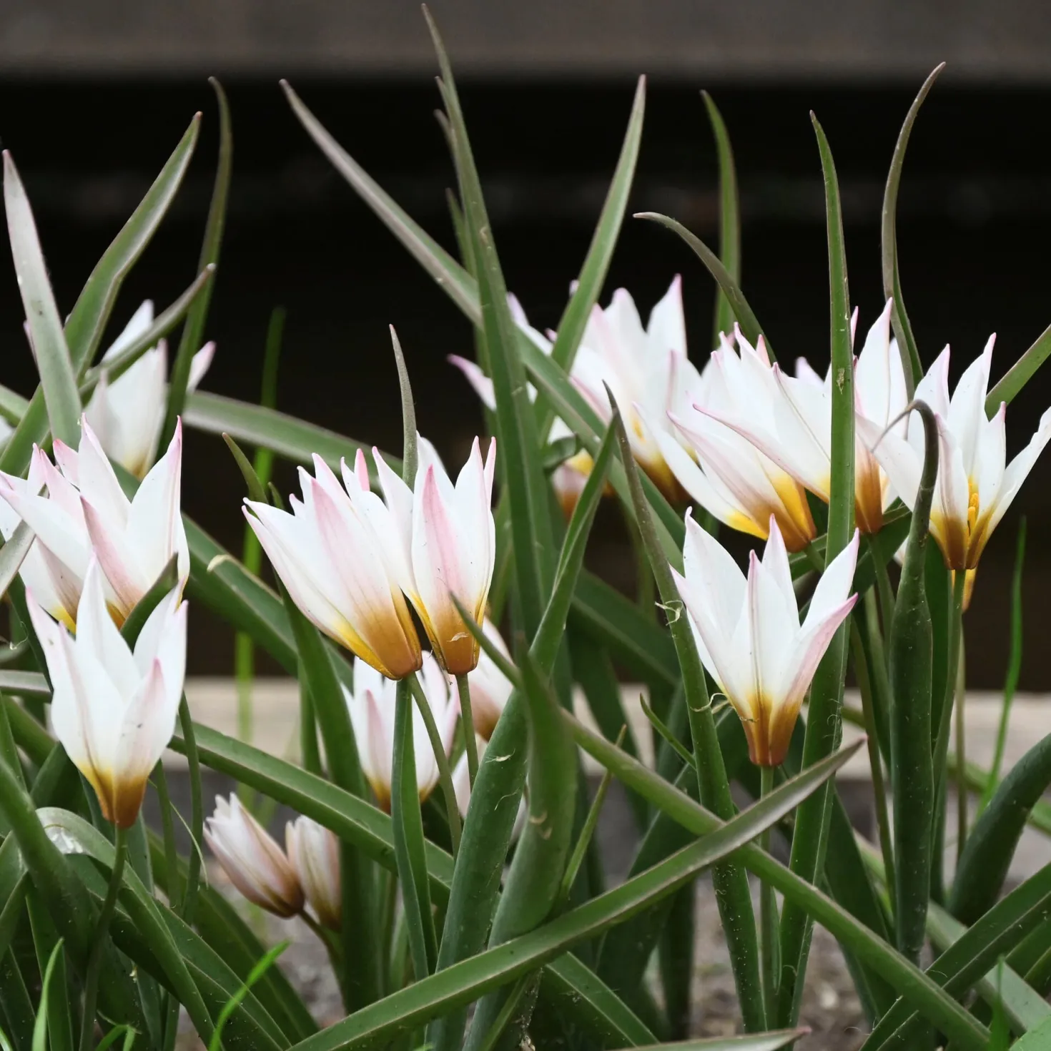 Kretische Tulpe ’Chania‘