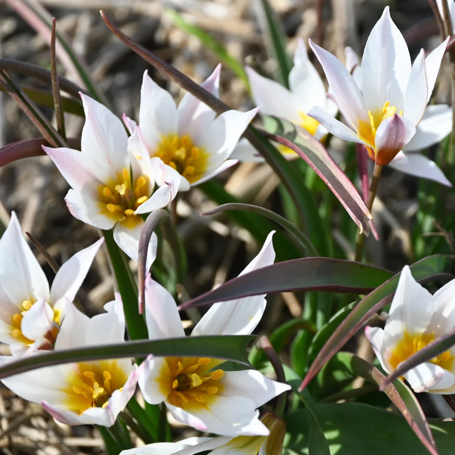 Kretische Tulpe ’Chania‘