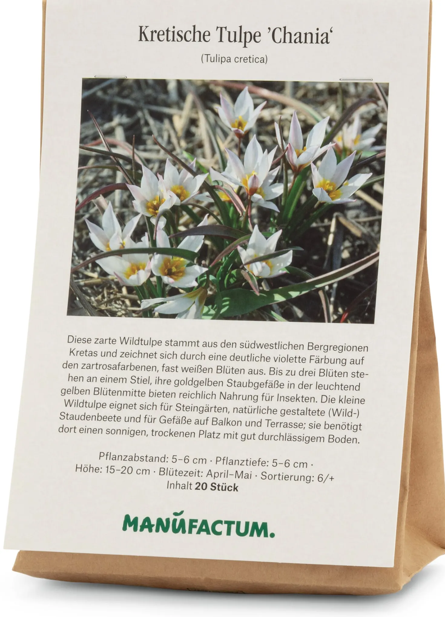 Kretische Tulpe ’Chania‘