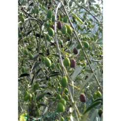 Ligurisches Olivenöl „Carte Noire“ DOP