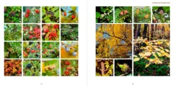 Meine lebendige Hecke