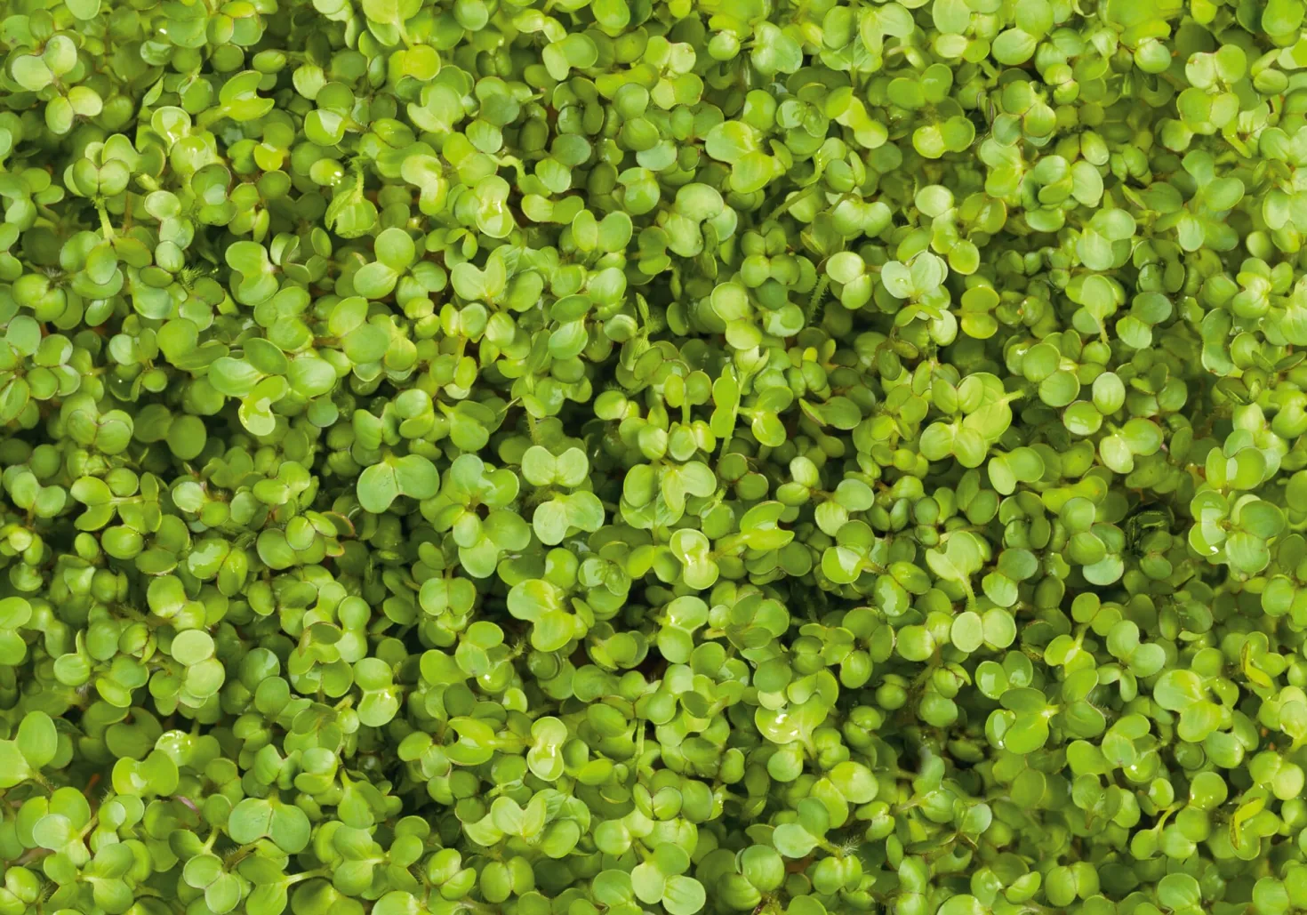 Microgreens Bio-Saatpad