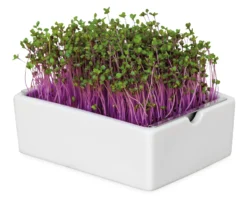 Microgreens Bio-Saatpad