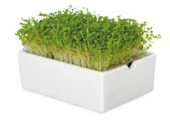Microgreens Bio-Saatpad