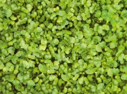 Microgreens Bio-Saatpad