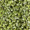 Microgreens Bio-Saatpad