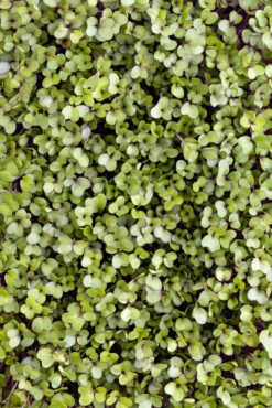 Microgreens Bio-Saatpad