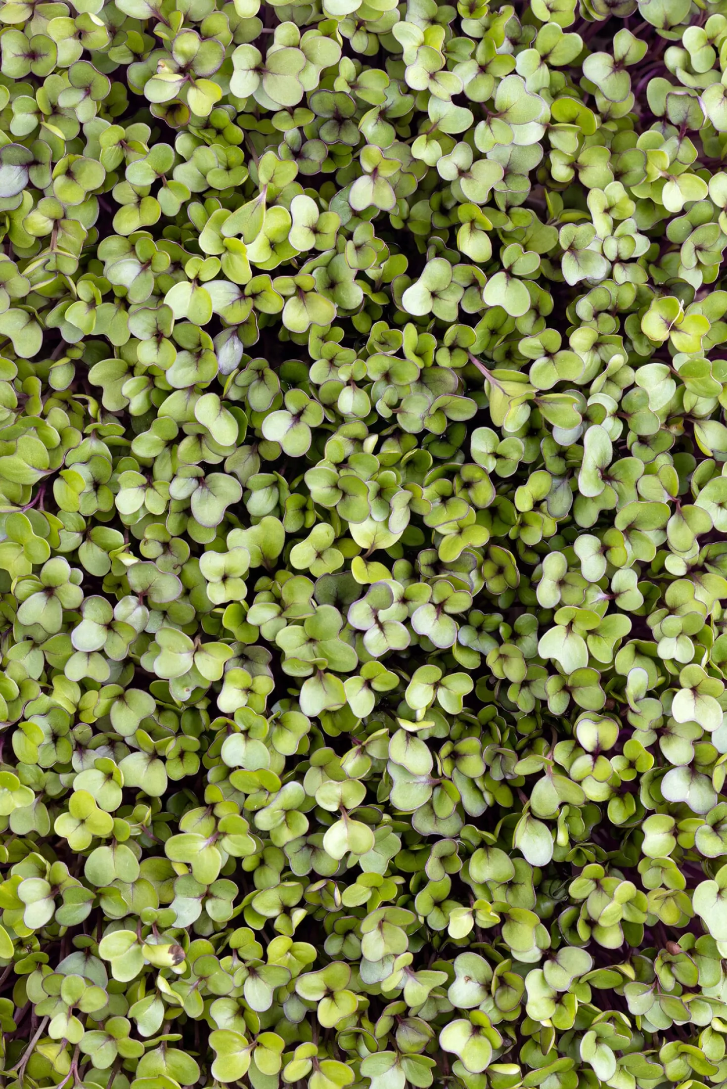 Microgreens Bio-Saatpad