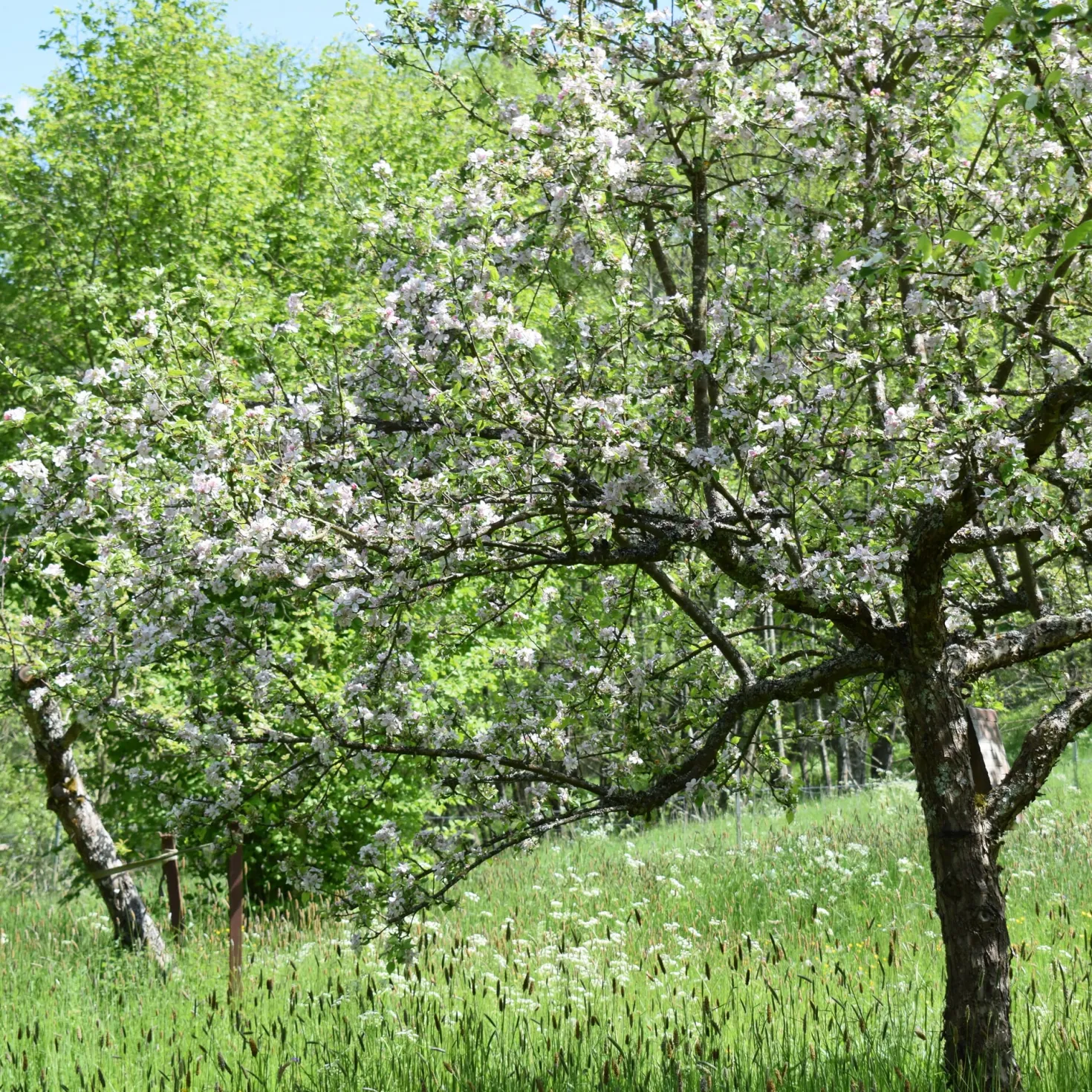 Obstgehölz Säulenapfel 'Black McIntosh'