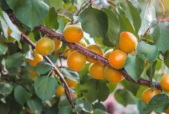 Obstgehölz Wilde Marille