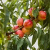 Obstgehölz Zwergnektarine 'Redgold'