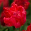 Papageientulpe 'Red Champion'