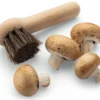 Pilz-Bürste